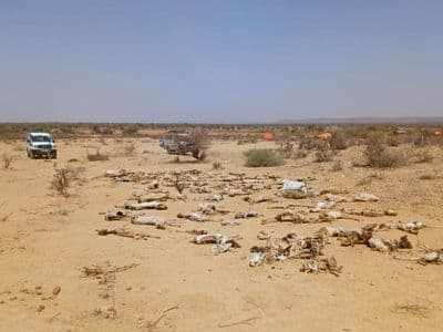 كينيا: تفاقم خسائر الثروة الحيوانية في مانديرا مع اشتداد أزمة الجفاف
