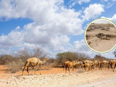 كينيا: مخاوف من صراعات على الموارد مع نزوح أسر مانديرا بسبب الجفاف