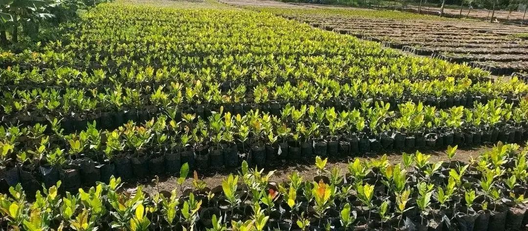 إثيوبيا تستعد لزراعة 8 مليارات شتلة ضمن حملة التشجير الوطنية