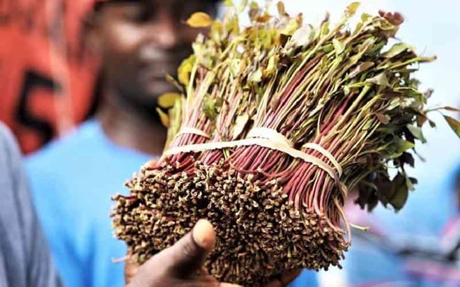 كينيا: صدام بين العلماء والتجار بسبب مشروع حظر القات في وجير