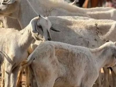 كينيا: الجفاف يضرب سوق المواشي في واجير ويخفض الأسعار قبيل العيد