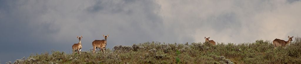 ملفات التراث الإفريقي (7): محمية جبال بالي الوطنية في إثيوبيا— ملاذ مرتفع للتنوع الحيوي والجمال