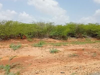 ماثينغي: الشجرة التي تلتهم كل شيء